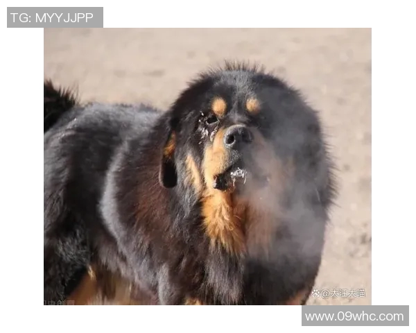 足球巨星宠物狗大揭秘 他们究竟钟爱哪些品种？